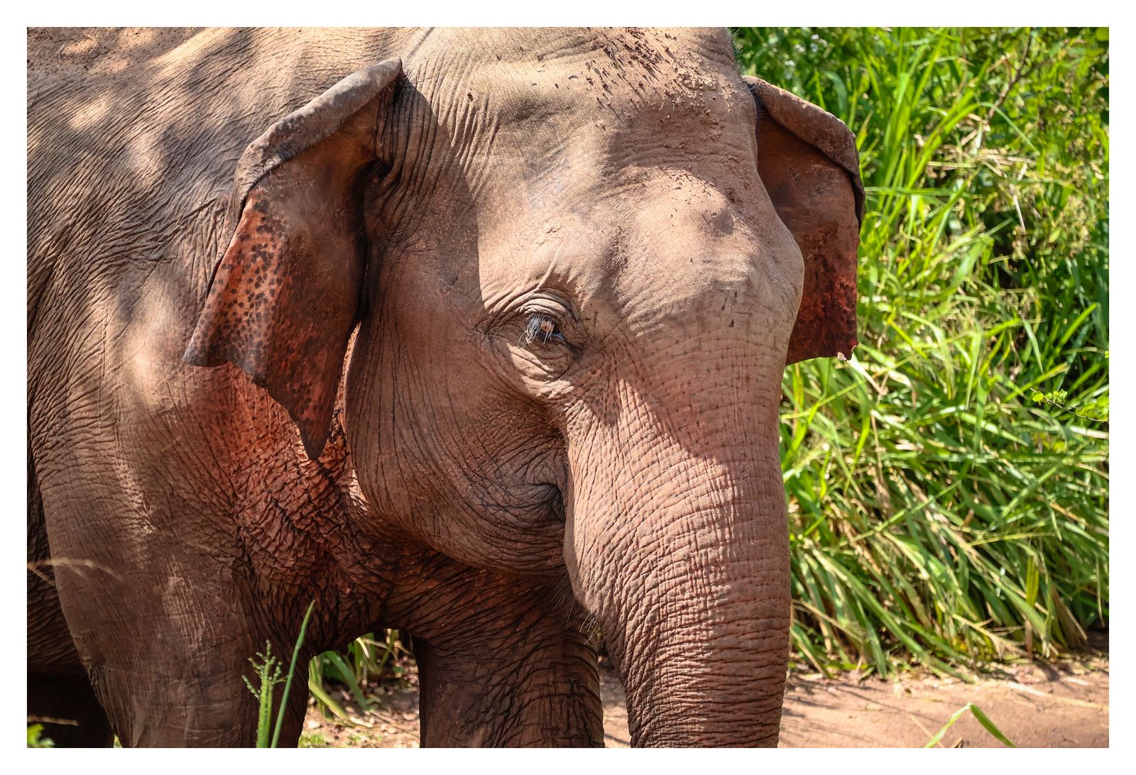 Wild Elephant Safari Adventure – Minneriya, Kaudulla & Hurulu ECO